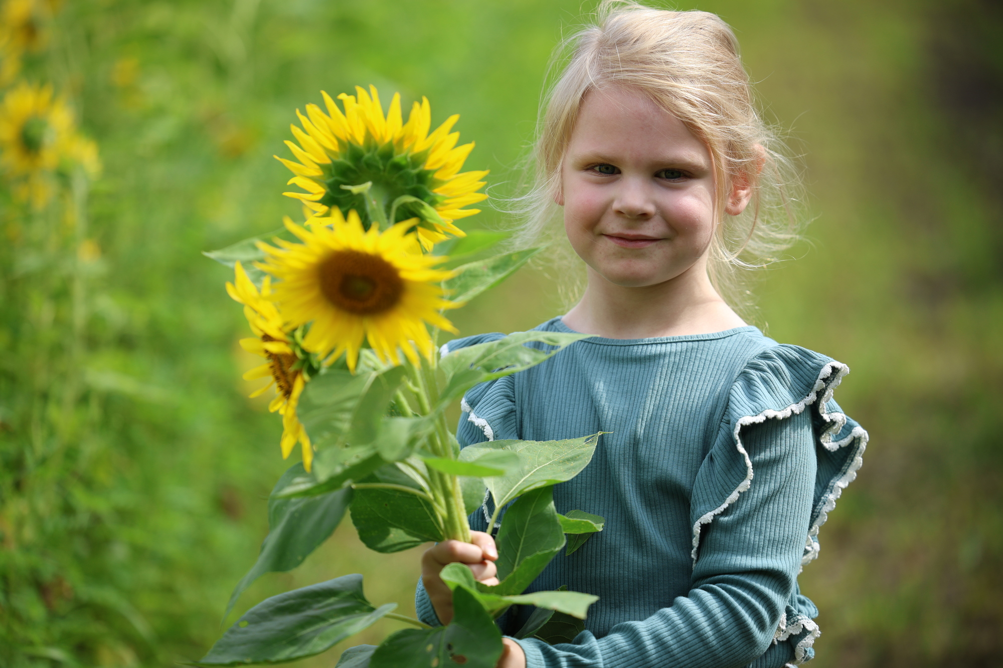 Young girl in a field of sunflowers looking at the camera hanging onto a sunflower