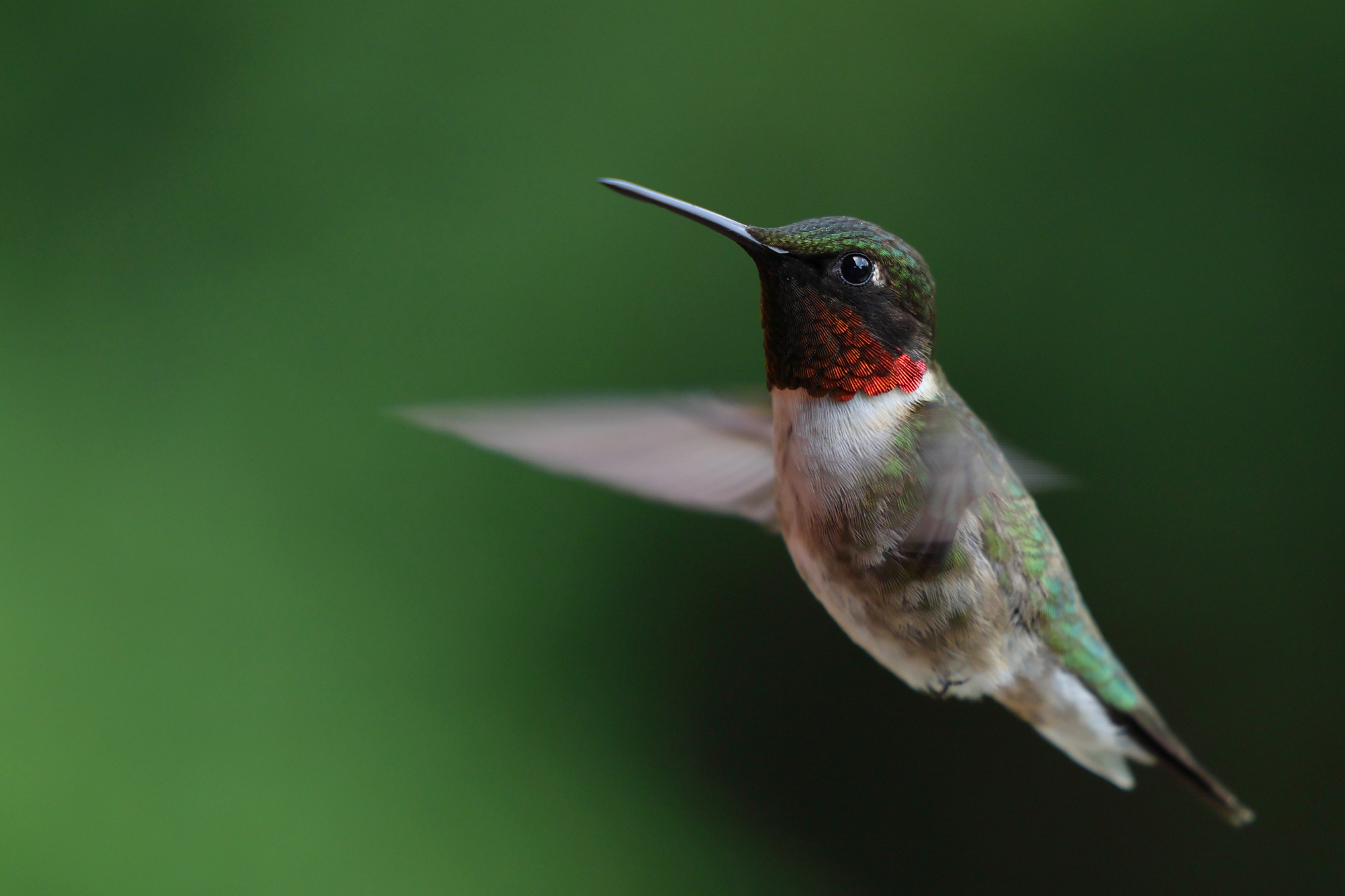 close up of a hummingbird